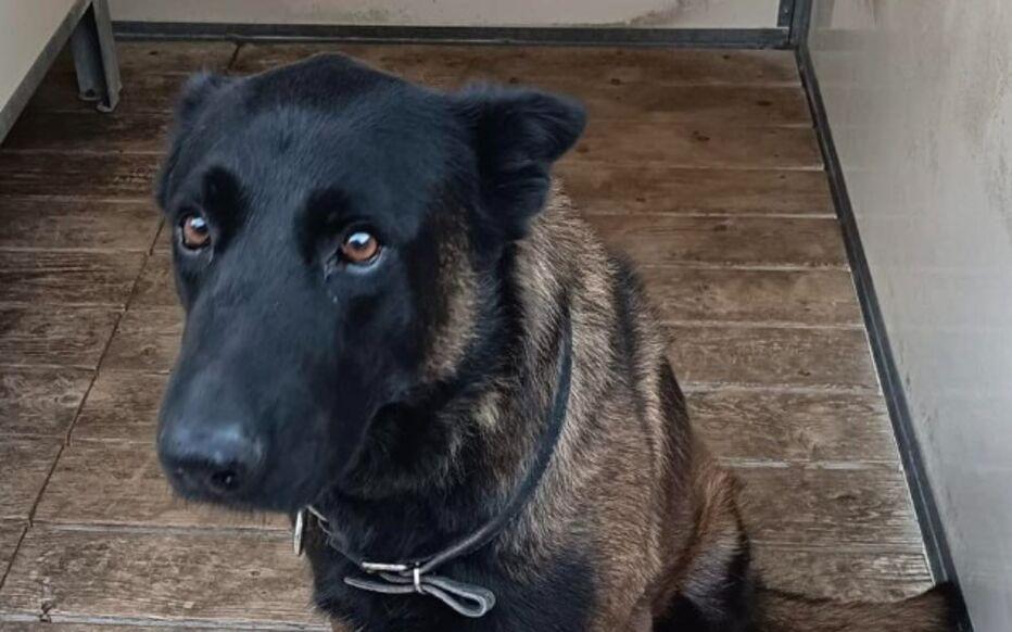 在梅斯vs里昂的比赛赛后，一条警犬在干预球迷斗殴过程中丧生